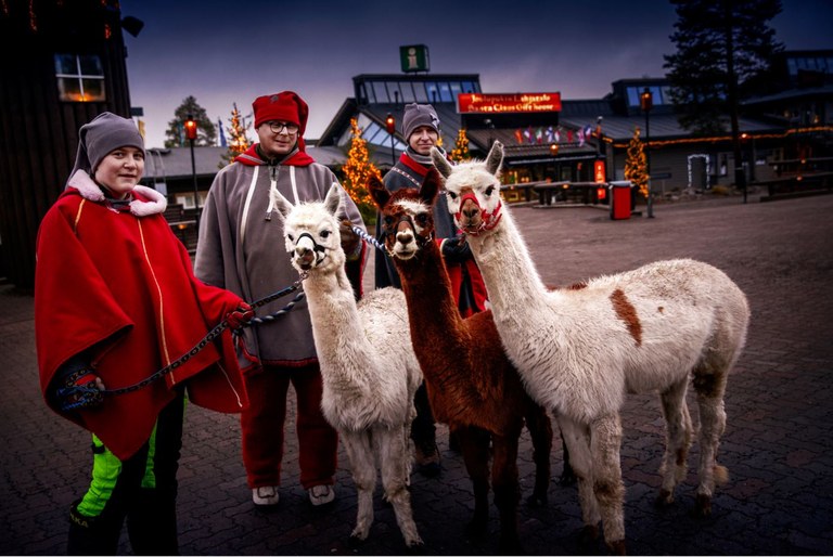 Alpacas