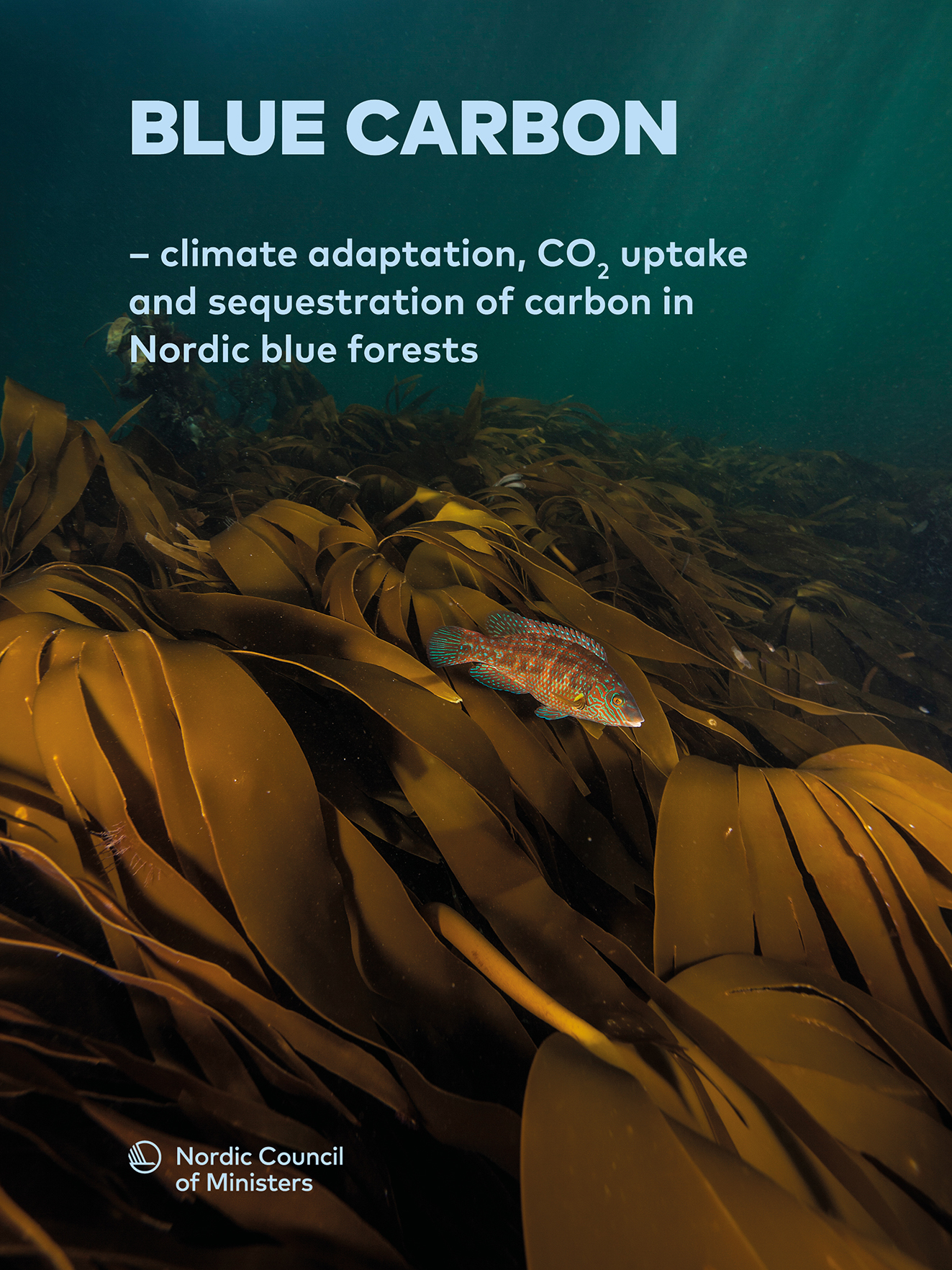 Blue Carbon report