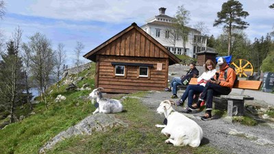 Kashmir goats
