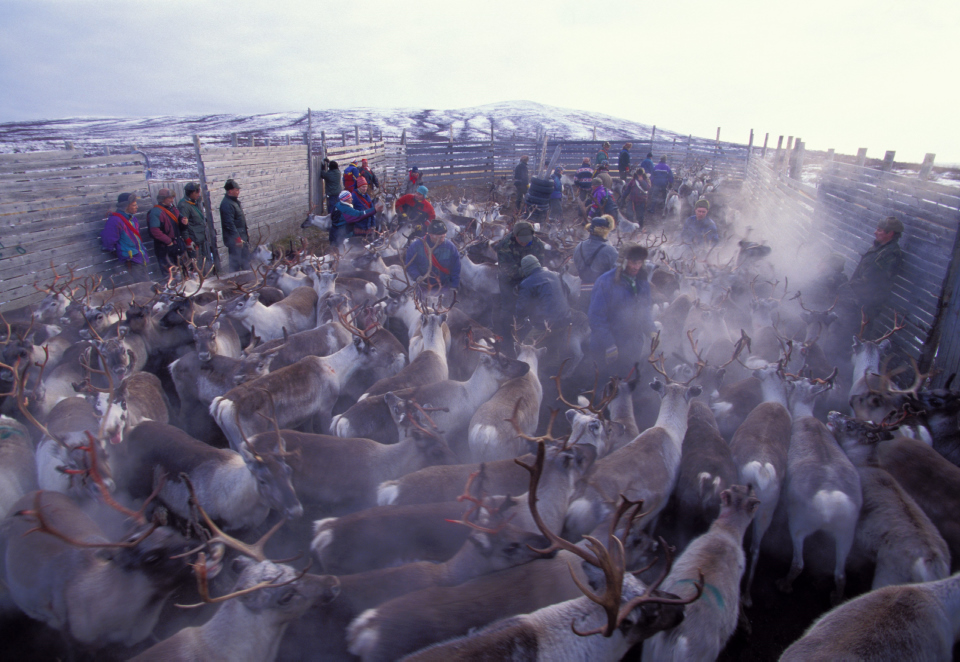 New conflict solving methods needed for reindeer husbandry