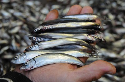 Icelandic fisheries risk zero capelin catch for the second year in a row