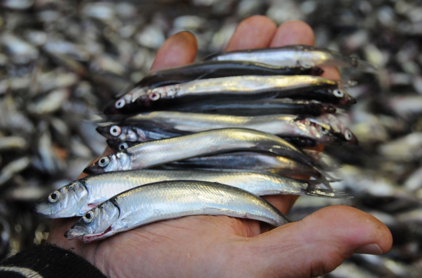 Icelandic fisheries risk zero capelin catch for the second year in a row